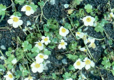 Ivy-leaved water-crowfoot